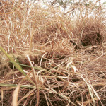 RIMPAC 2000 sniper camouflage