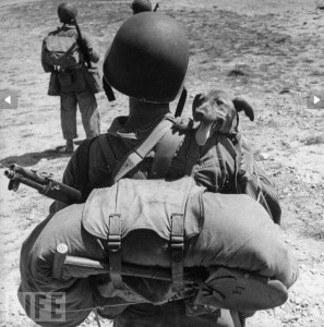 Military Dogs t