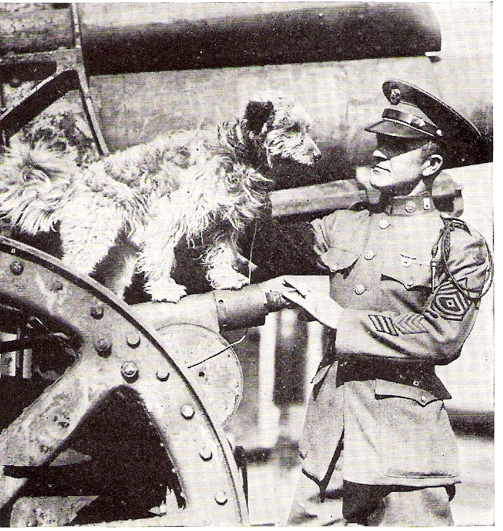 The Casualty Dogs of World War I - The History Reader : The History Reader