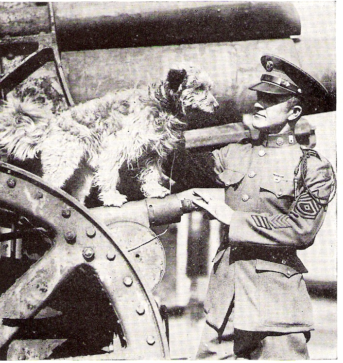 The Casualty Dogs of World War I - The History Reader : The History Reader The Casualty Dogs of World War I - The History Reader : The History Reader
