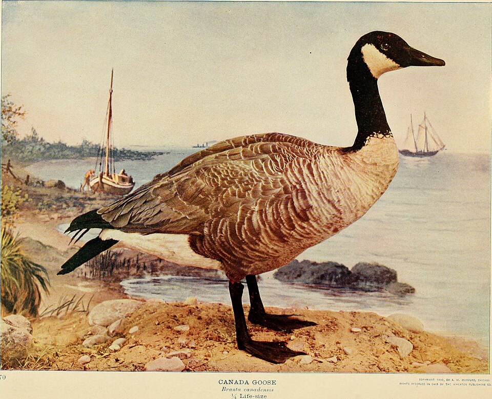 The Canada Goose (1903)