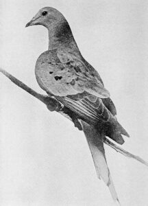 Martha, the last passenger pigeon, 1912. Public Domain. Courtesy of Wikimedia Commons.