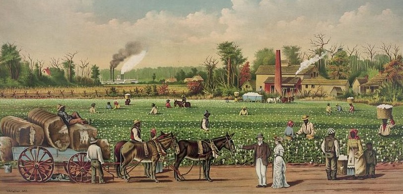 cotton plantation